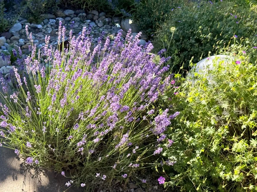 Jardin mediterraneen entretenu par Cedric Jardins