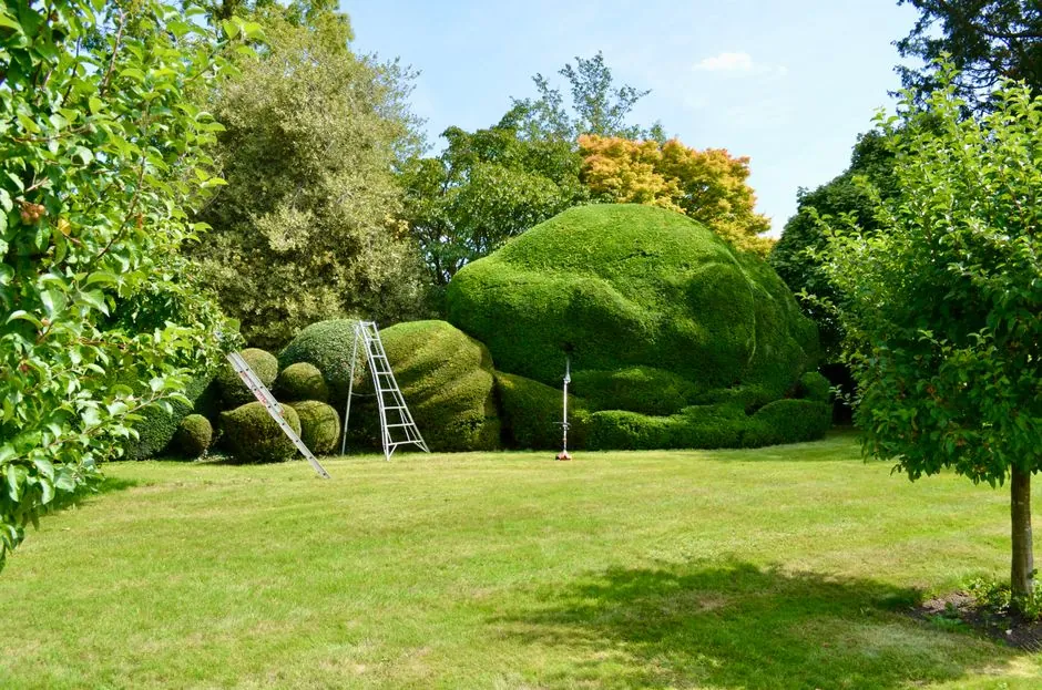 Olivier dans un jardin cannois