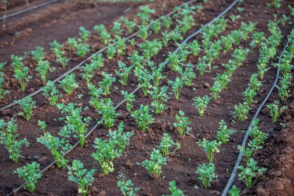 Massif vegetal soigne